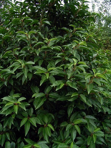 Portuguese laurel evergreen - 10,