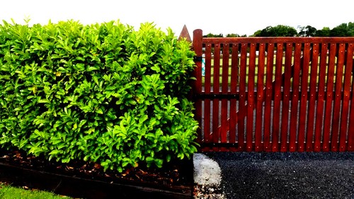 Cherry laurel fast - cherry, growing