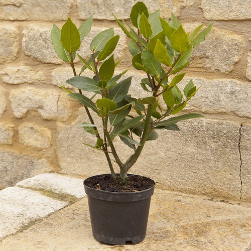 Herb plant kitchen bay - plant,,