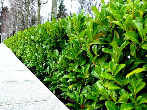 Cherry laurel fast growing - laurel,
