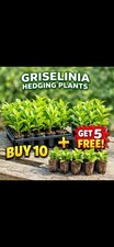 Griselinia Hedge Plugs Buy 10