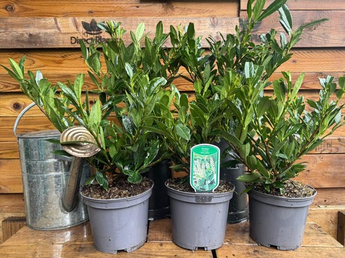 10x large prunus - large,