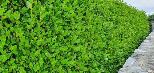 Griselinia hedging plants - 20,