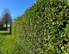 100 x Laurel Hedge seeds