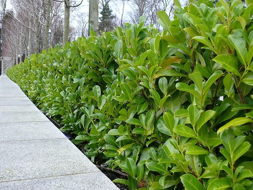 Cherry laurel hedging - 10,