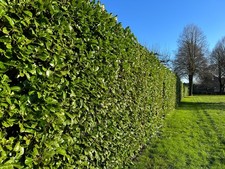 10 Cherry Laurel Hedging 2-3ft