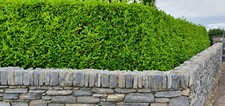 25 Griselinia Hedging Plants