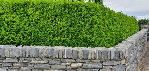 Griselinia hedging plants - hedging,