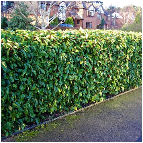 Portuguese laurel hedging - 3,
