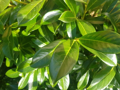 Cherry laurel tall - hedge, plant