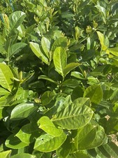 10 CHERRY LAUREL PLANTS