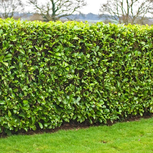 Cherry laurel hedging - cherry,