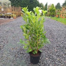 Laurel evergreen hedging
