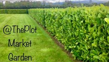 10 x Laurel Evergreen bare