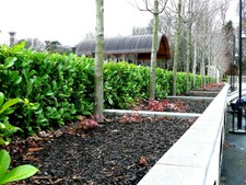 5 Cherry Laurel Fast Growing