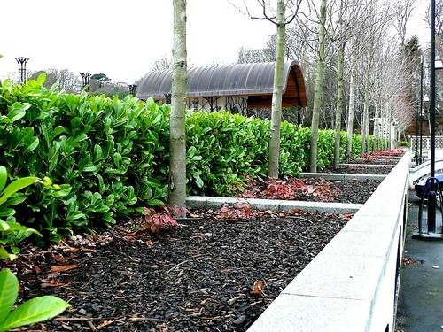 Cherry laurel fast - fast, growing