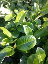 10X CHERRY LAUREL HEDGING