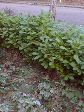 Laurel bush  / shrub 50 - 60cm