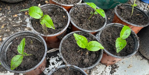 Baby cherry laurel - 35,
