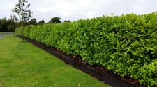 40 Cherry Laurel Fast Growing