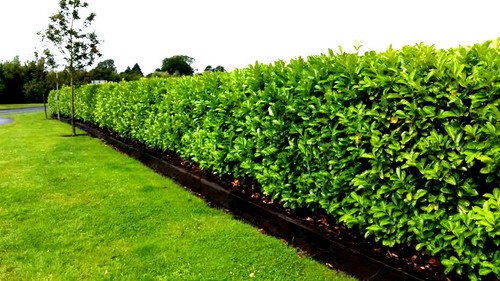 Cherry laurel fast growing - cherry,