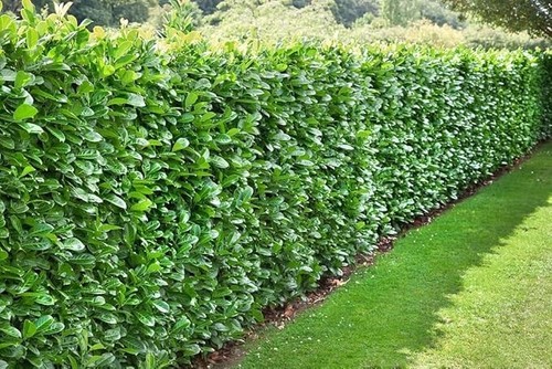 X20 cherry laurel - [x20],