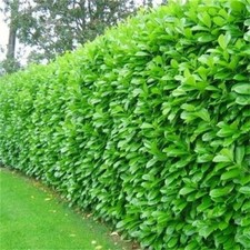 10 Cherry Laurel Evergreen
