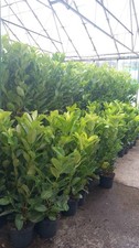 Laurel Hedging quality 10 LTR