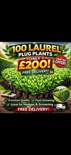 100x Laurel Plug Plants |