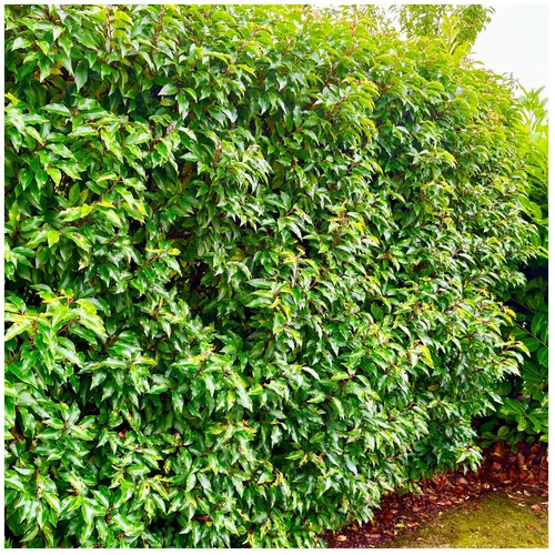 Portuguese laurel hedging - 5,