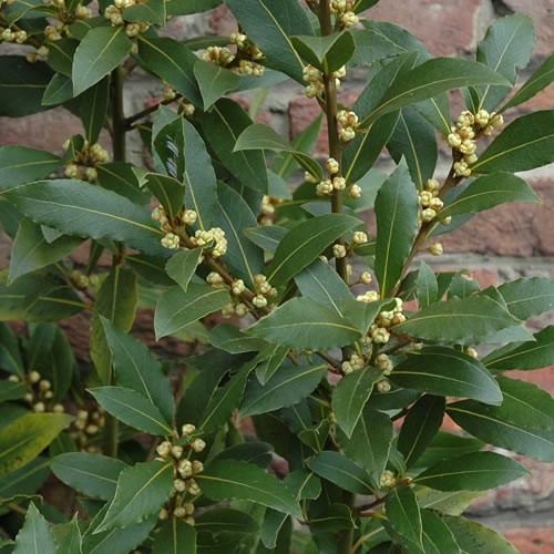 Laurus nobilis evergreen - 1,