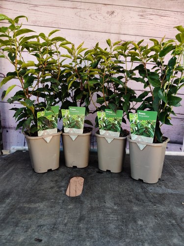 Prunus angustifolia - x,