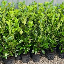 20 x 5-6ft Potted Cherry