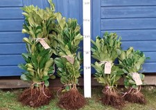 One hundred Laurel Hedging