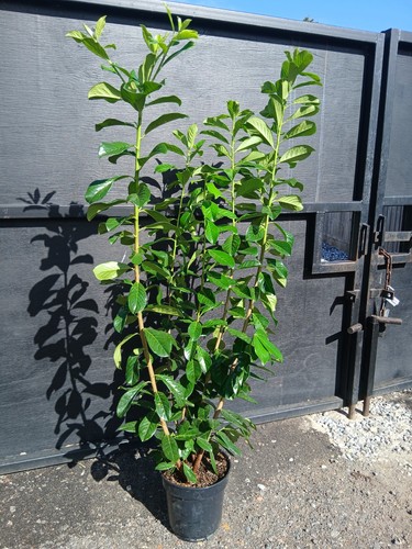 Laurel hedging plants 10l - laurel,