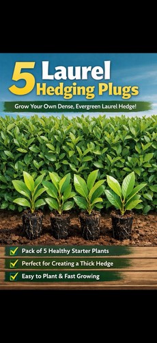 Laurel hedging plugs - plugs, –