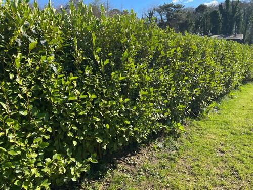 Griselinia hedging plants - griselinia,