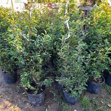 Portuguese Laurel Hedging