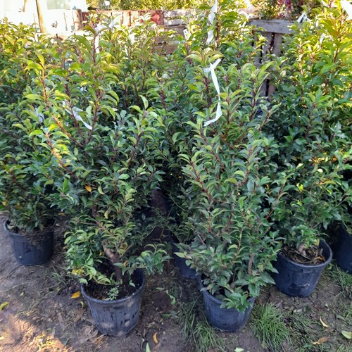 Portuguese laurel hedging - portuguese,