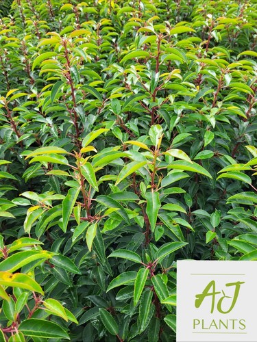 10x prunus lusitanica - 10x,