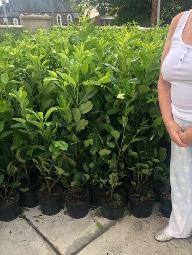 Cherry laurel hedging - 10,