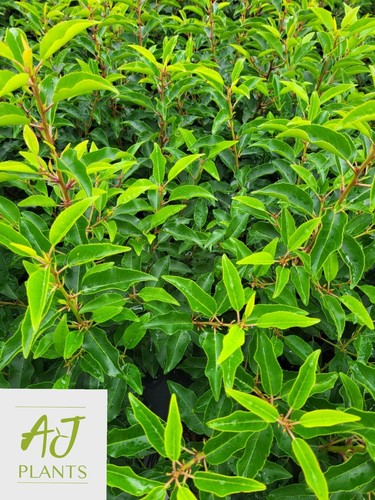 Prunus lusitanica myrtifolia - prunus,
