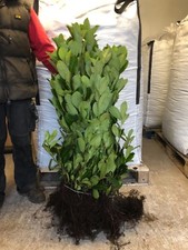 10 Cherry Laurel Hedging 2-3ft