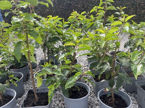 Portuguese laurel plants - 24,