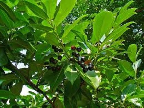 Cherry laurel prunus - cherry, (prunus
