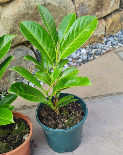 Cherry laurel hedging - cherry,
