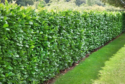 Cherry laurel evergreen - |,