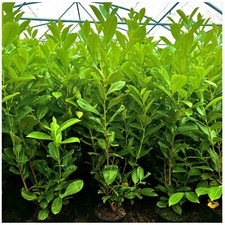 10 Cherry Laurel Hedging