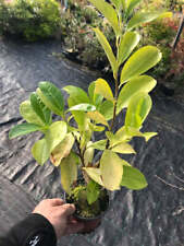 10 Cherry Laurel Hedging -