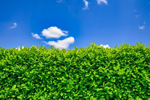 Cherry laurel fast growing - 50,
